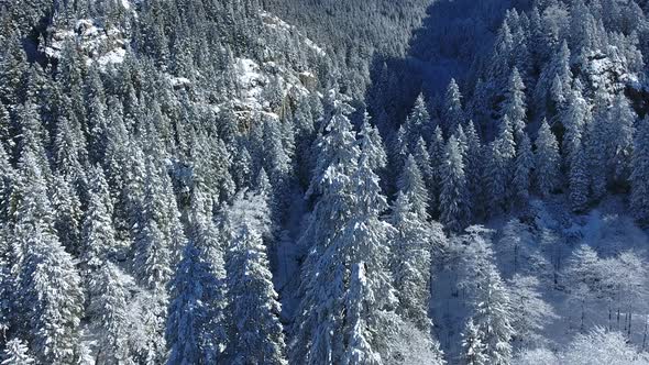 Snowy Forest