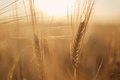 Close-up of barley on agricultural field - PhotoDune Item for Sale