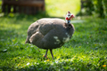 Guinea fowl grazing on green backyard grass - PhotoDune Item for Sale