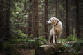 Adventure trip with happy dog in deep forest - PhotoDune Item for Sale