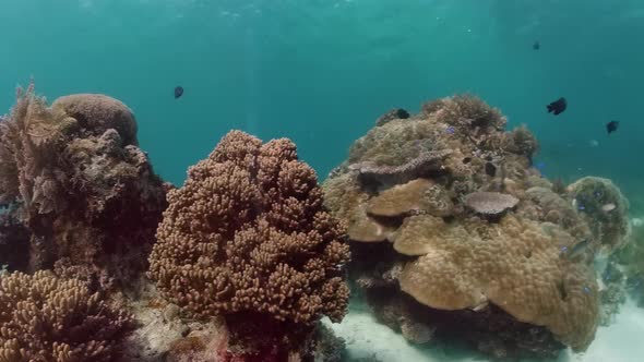 Coral Reef and Tropical Fish. Panglao, Philippines