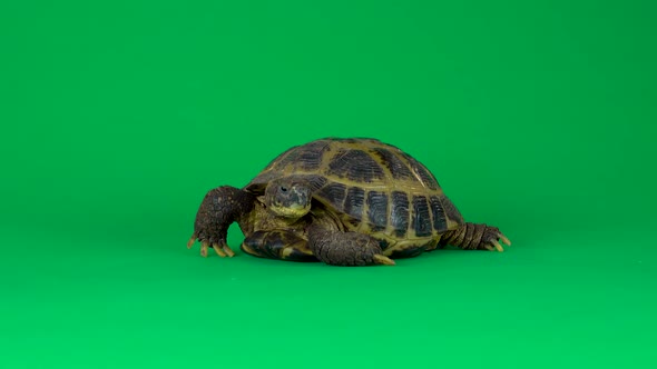 Turtle on a Green Background Screen