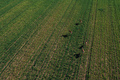 Aerial shot of group of roe deer running over cultivated wheat grass field - PhotoDune Item for Sale