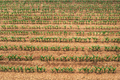 Aerial view of corn maize crop sprouts in cultivated agricultural field, drone pov - PhotoDune Item for Sale