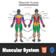 Interactive Muscular System - CodeCanyon Item for Sale