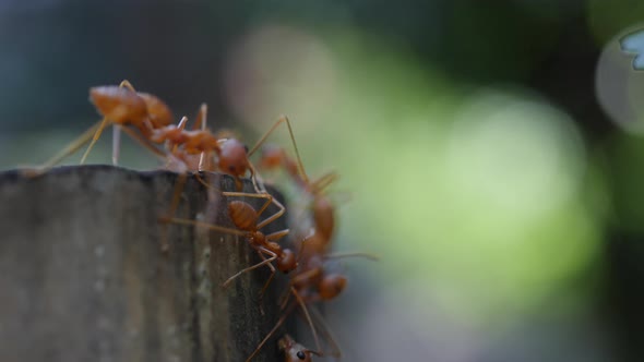 Red ant action walking in the nature