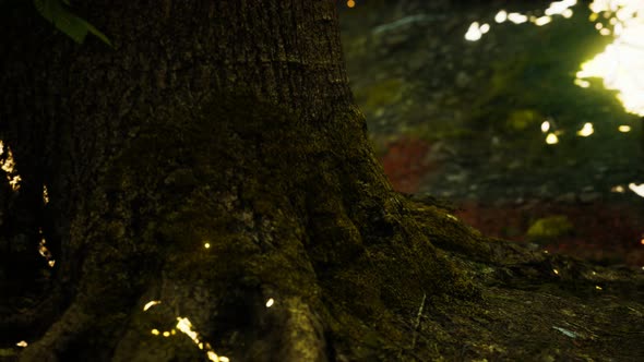 Fantasy Firefly Lights in the Magical Forest