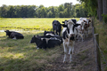 Group of Cows in the meadow - PhotoDune Item for Sale