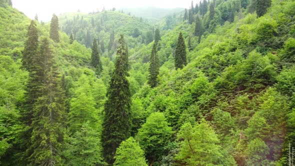 Beautiful Green Forest in Summer Season Sunny Day at Mountain with Sunlight Nature Aerial Cinematic