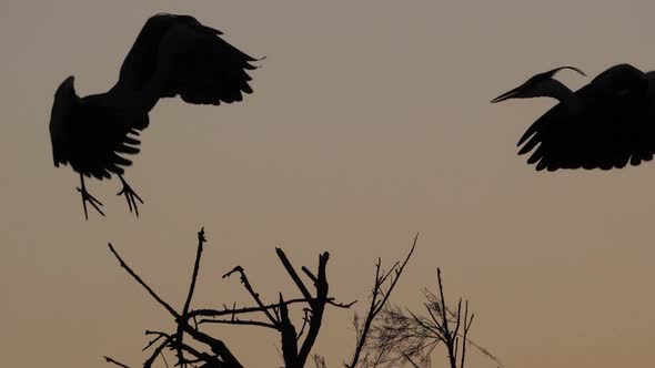 Grey heron, Ardea cinerea, at sunset, Camargue, France