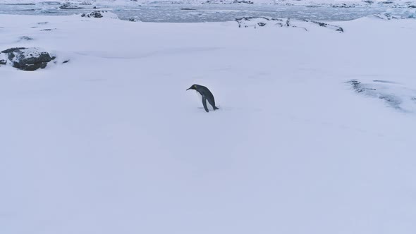 Lone King Penguin Antarctic Snow Surface Landscape