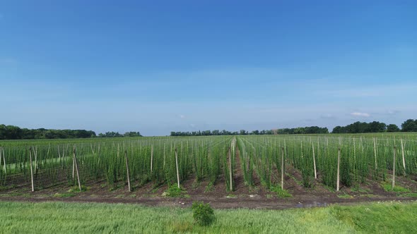 Hops Field at the Summer in Sunny Day Aerial Panorama View