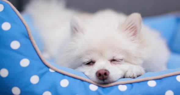 Sleeping white Pomeranian dog 