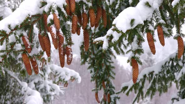 Closeup of Spruce Branches with Small Cones Against the Background of the Mountain Forests of the