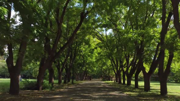 Green Alley Smooth Flight Along the Trees Dolly Zoom Effect