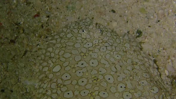 following a very well camouflaged stargazer along the sandy sea bed. the can see the pattern and the