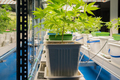Marijuana, hemp or cannabis plant leaves farm lab. Organic product in laboratory. Medical Food.Ganja - PhotoDune Item for Sale