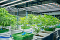 Marijuana, hemp or cannabis plant leaves farm lab. Organic product in laboratory. Medical Food.Ganja - PhotoDune Item for Sale