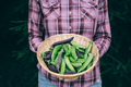Peas. Green and purple peas in basket. Woman holding a basket of peas. - PhotoDune Item for Sale