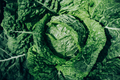 Cabbage. Savoy cabbage growing in organic garden - PhotoDune Item for Sale
