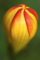 Wild Flower, El Cajas National Park, Ecuador - PhotoDune Item for Sale
