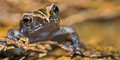 Tropical Frog, Marino Ballena National Park, Costa Rica - PhotoDune Item for Sale