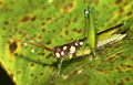 Grasshopper, Amazonia, Ecuador - PhotoDune Item for Sale