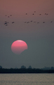 Flying Flamingos Sunset, Lagunas de la Mata y Torrevieja Natural Park, Spain - PhotoDune Item for Sale