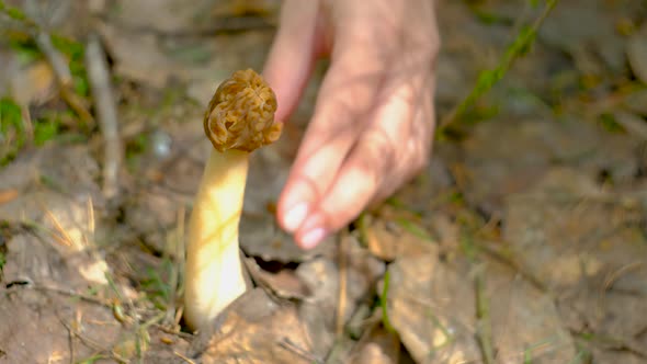 Verpa bohemica in the spring forest. A girl cuts a mushroom with a special camping knife