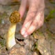Verpa bohemica in the spring forest. A girl cuts a mushroom with a special camping knife - VideoHive Item for Sale