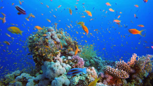 Underwater Tropical Coral Reef