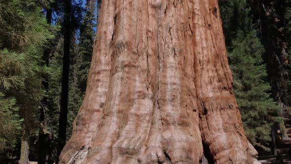 General Sherman - The biggest tree in the world, Sequoia Park, California, USA