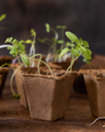 Vegetable seedlings in biodegradable pots on wooden table close up. Urban gardening - PhotoDune Item for Sale