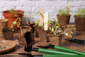Vegetable seedlings in biodegradable pots near garden tools. Gardening - PhotoDune Item for Sale