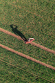 Farmer using remote controller to fly the agricultural drone and observe the cultivated wheat field - PhotoDune Item for Sale