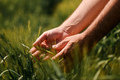 Agronomist touching unripe barley spikes in cultivated field - PhotoDune Item for Sale