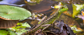 Plumed Basilisk, Tropical Rainforest, Costa Rica - PhotoDune Item for Sale