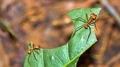 Leafcutter Ant, Marino Ballena National Park, Costa Rica - PhotoDune Item for Sale