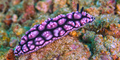 Sea Slug, Lembeh, Indonesia - PhotoDune Item for Sale
