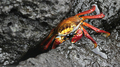Red Rock Crab, Galápagos National Park, Ecuador - PhotoDune Item for Sale