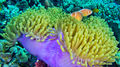 Pink Skunk Clownfish, South Ari Atoll, Maldives - PhotoDune Item for Sale