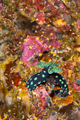 Sea Slug, Bunaken National Marine Park, Indonesia - PhotoDune Item for Sale