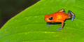 Dart Poison Frog, Tropical Rainforest, Costa Rica - PhotoDune Item for Sale