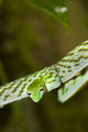 Green Vine Snake, Sinharaja National Park Rain Forest, Sri Lanka - PhotoDune Item for Sale