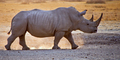 White Rhinoceros, Khama Rhino Sanctuary, Botswana - PhotoDune Item for Sale