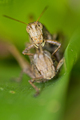 Grasshopper, Tropical Rainforest, Costa Rica - PhotoDune Item for Sale