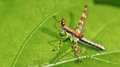 Grasshopper, Corcovado National Park, Costa Rica - PhotoDune Item for Sale