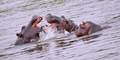Hippo, Hippopotamus, Kruger National Park, South Africa - PhotoDune Item for Sale