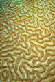 Brain coral, Isla de la Juventud, Cuba - PhotoDune Item for Sale