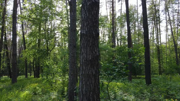 Summer Forest with Pine Trees Slow Motion